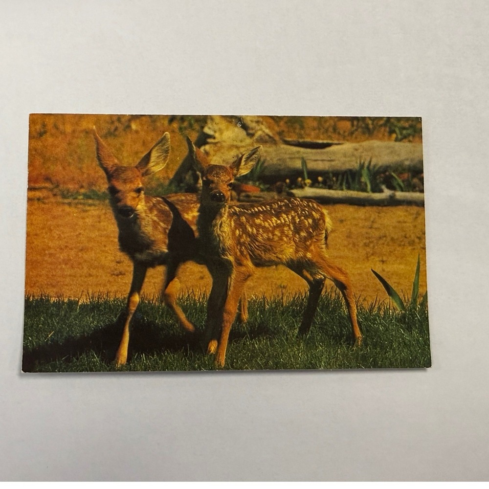 Vintage 1963 Mirro-Krome Postcard The Twins Deer Fawns Susanville CA Eastman's